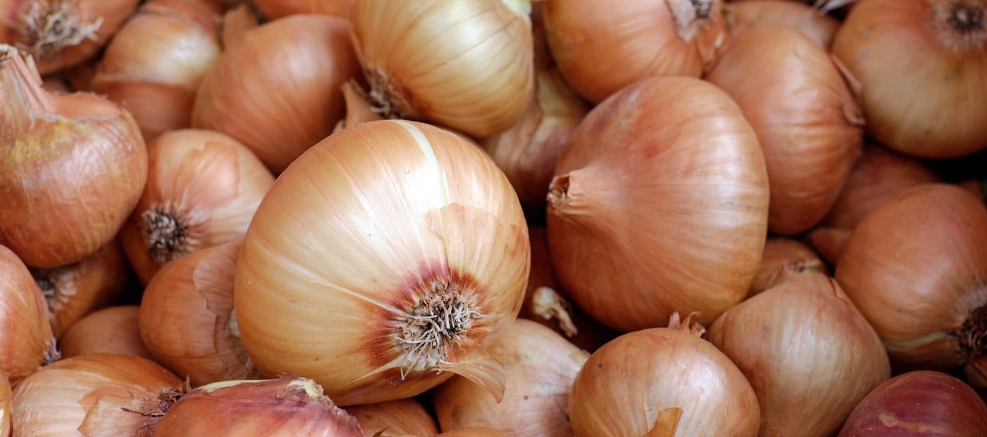 SHREE AGRI INTERNATIONAL Banner