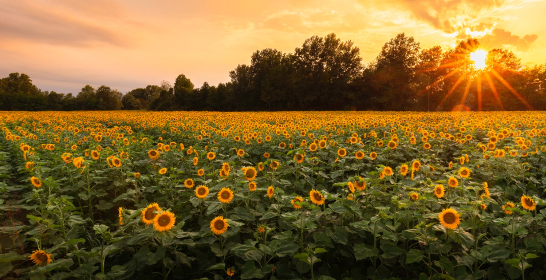 K.M.K. TRADERS & FLOOR MILLS Banner