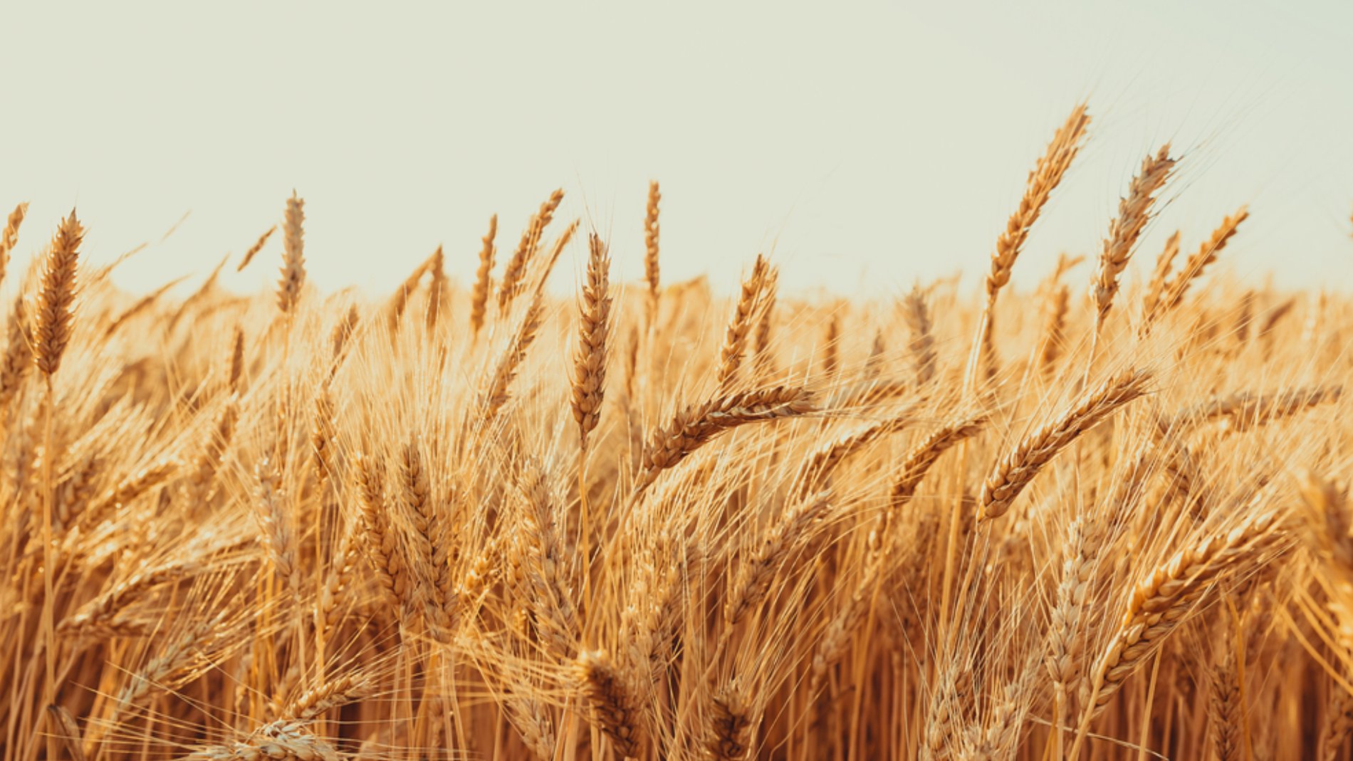 K.M.K. TRADERS & FLOOR MILLS Banner