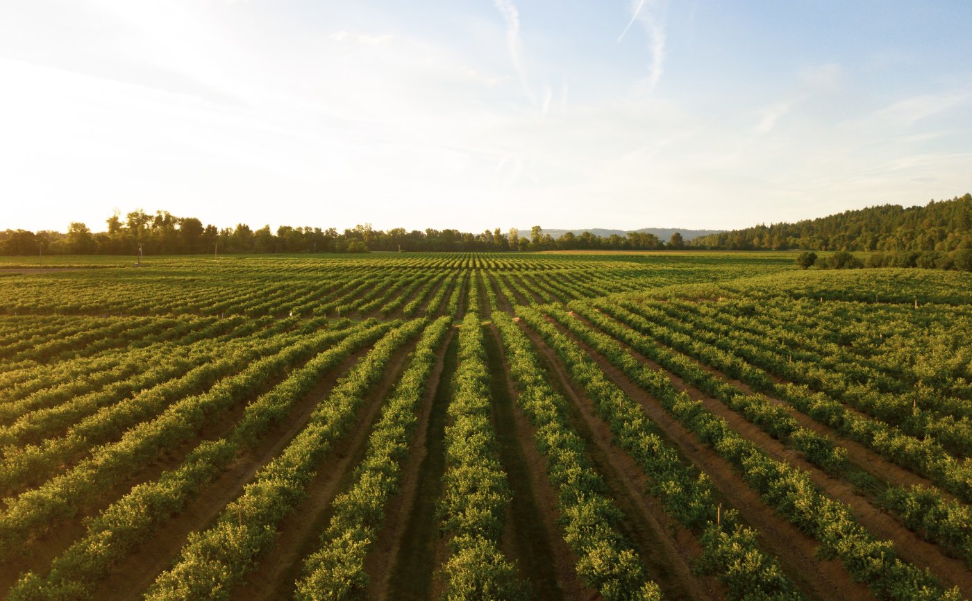 Aroyan Organics Banner