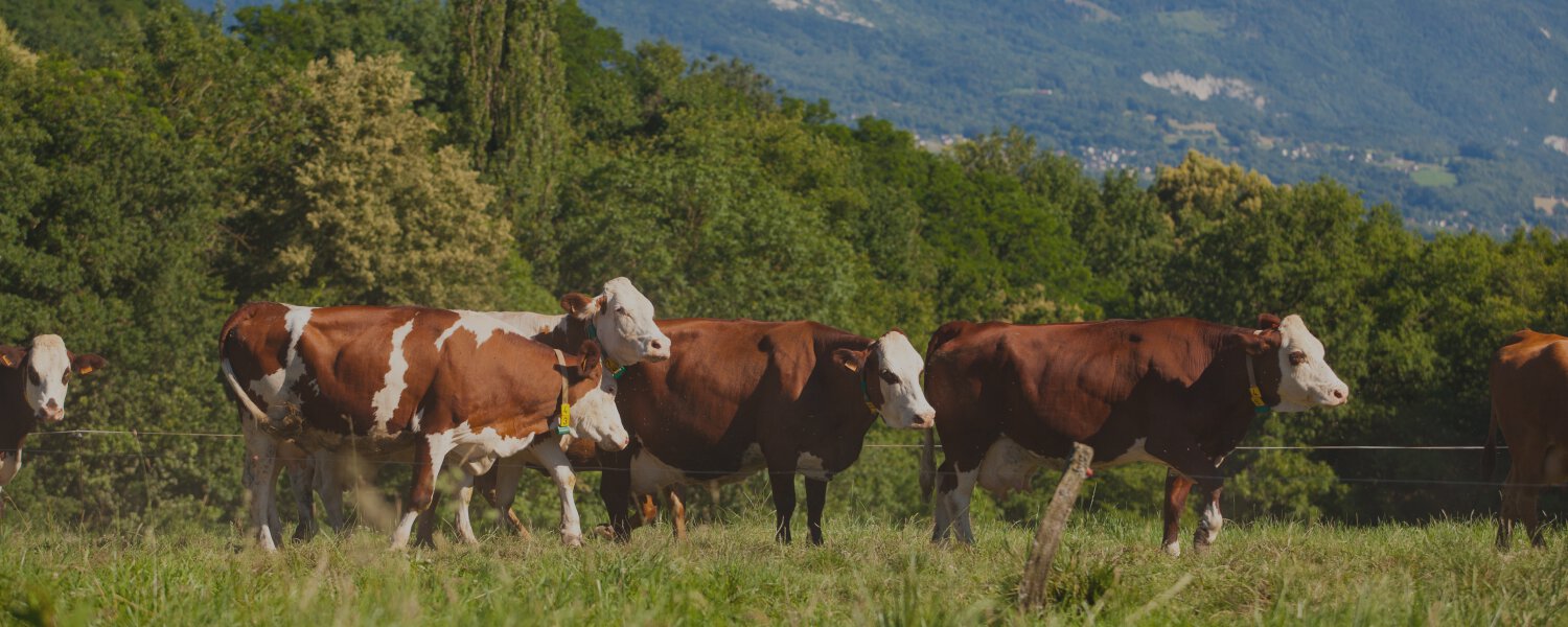 DANSUN GLOBAL Banner