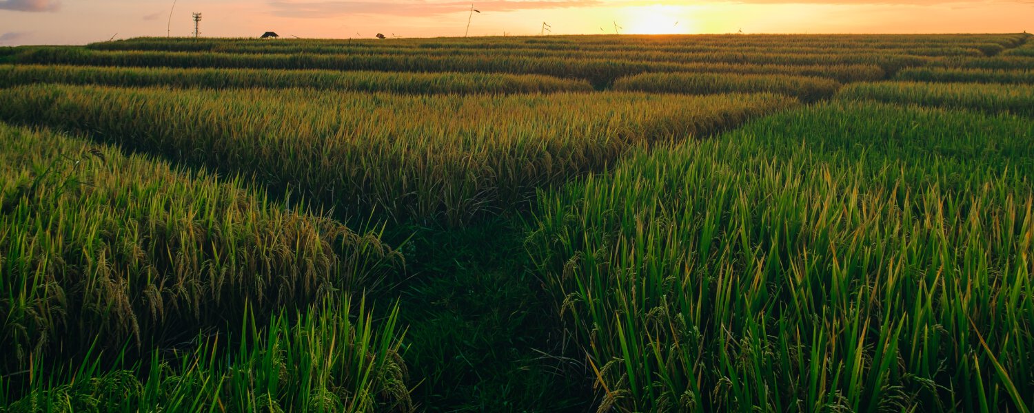 DANSUN GLOBAL Banner