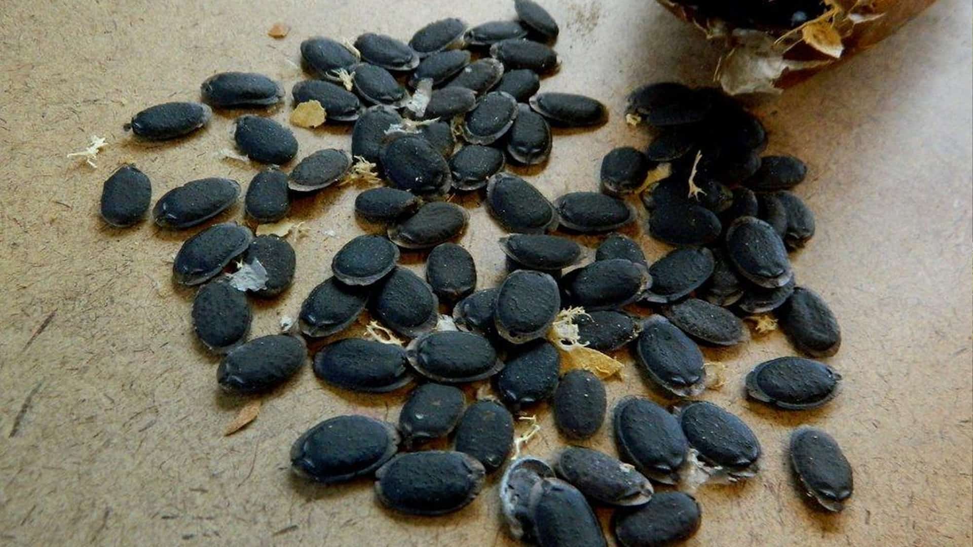 Pure Crop Sciences Pvt. Ltd. Banner