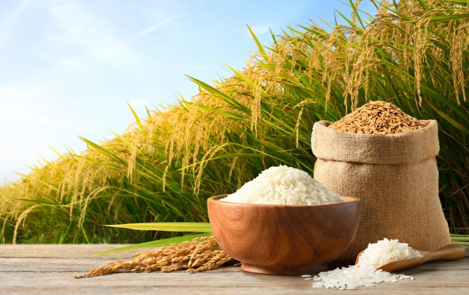 Sri Sasthra Trading Co Banner