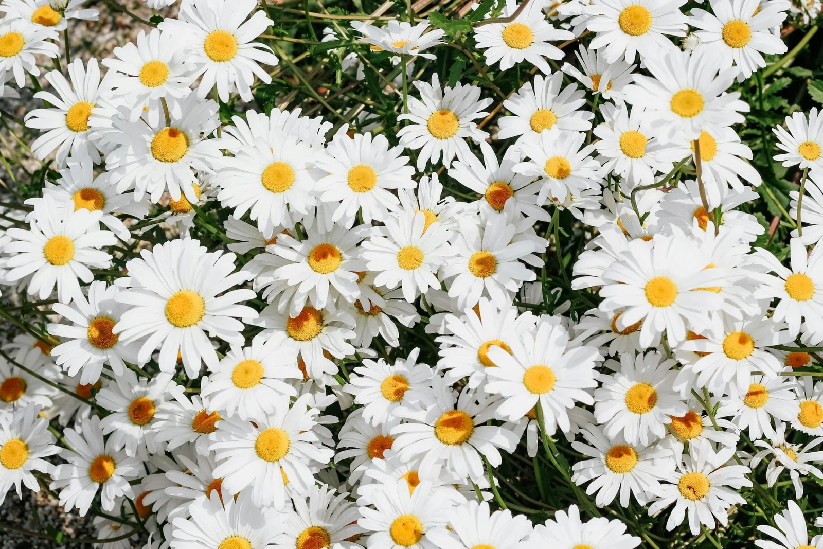 sanu flower suppliers Banner