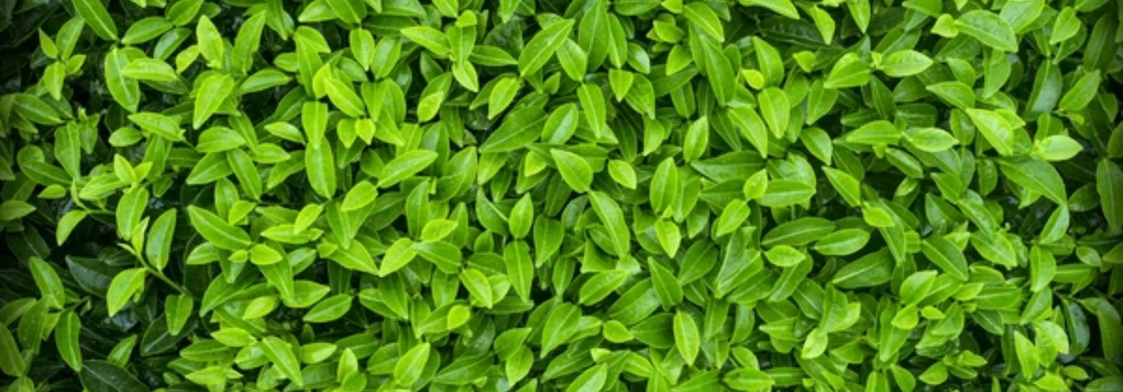 NBN Security Guard Pvt Ltd Banner