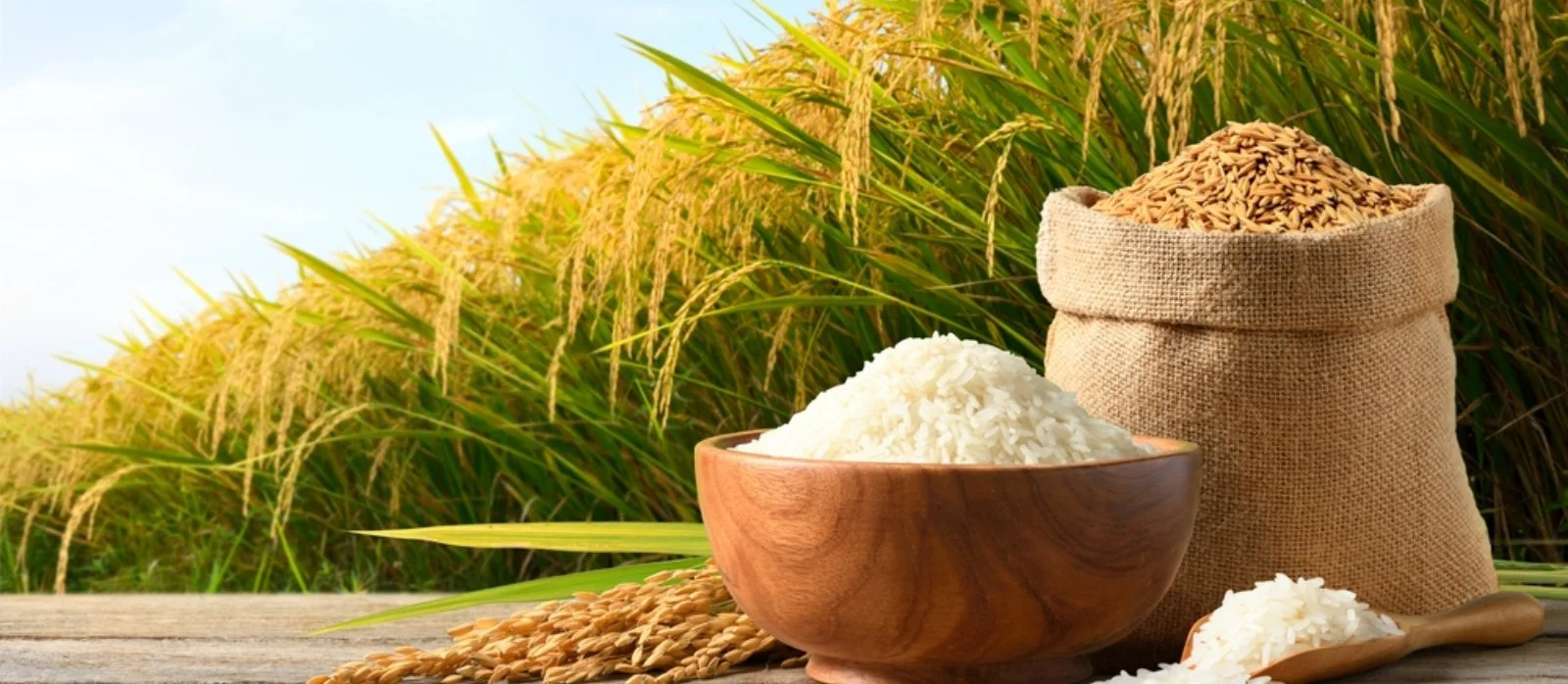 Greenish Enterprises Banner