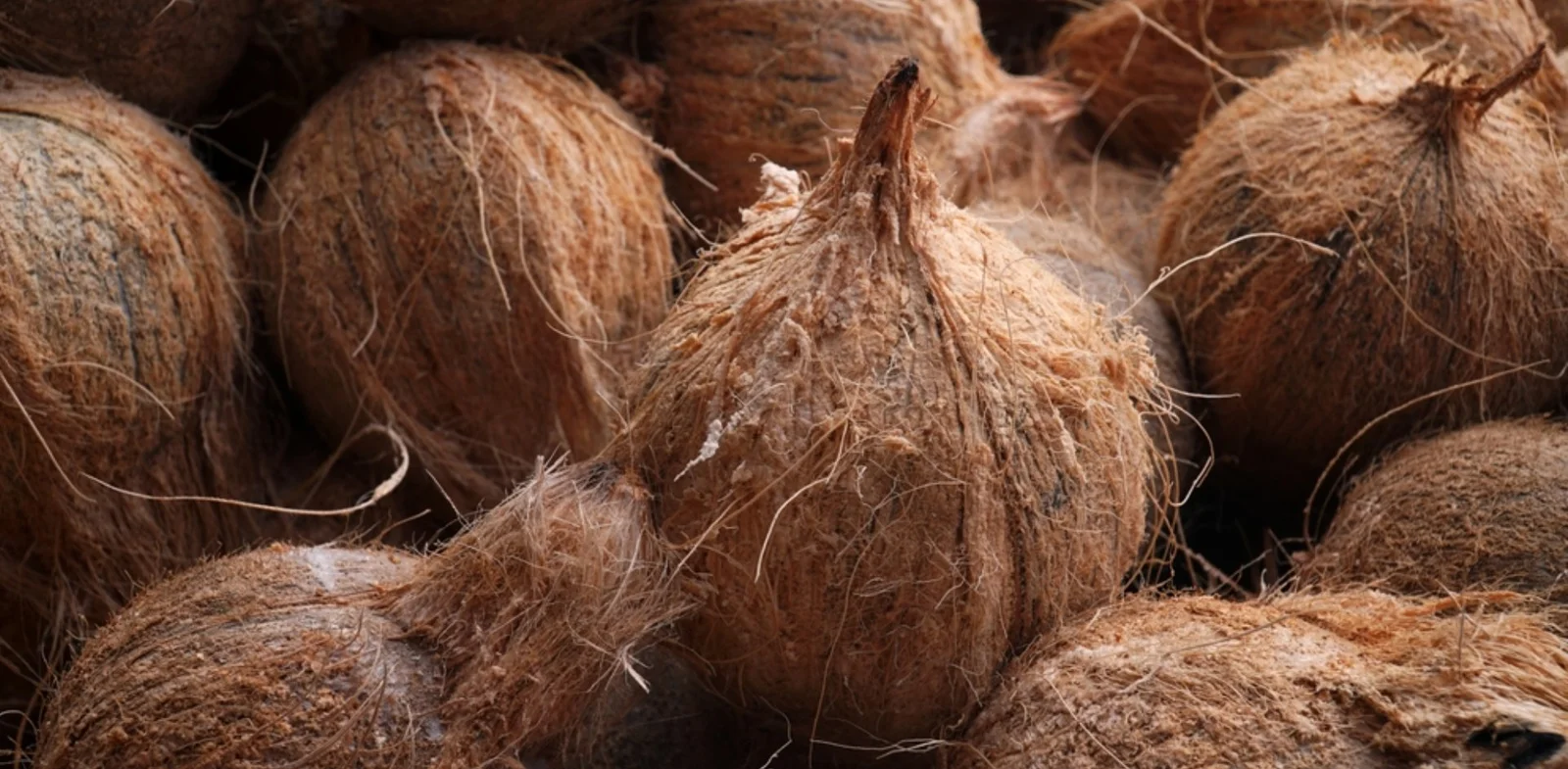 Eesan Organics Banner