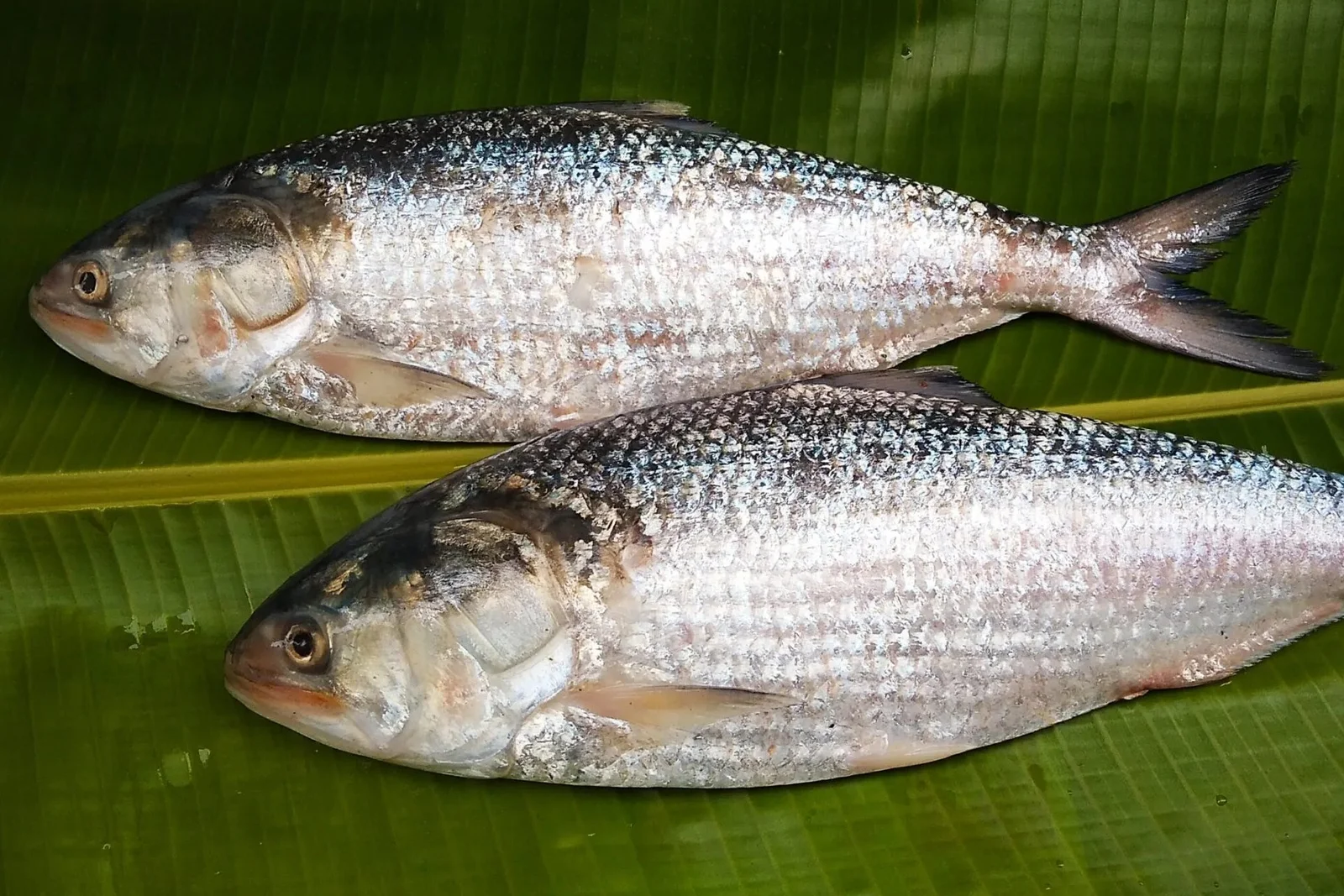 MAP Marine Exports Banner