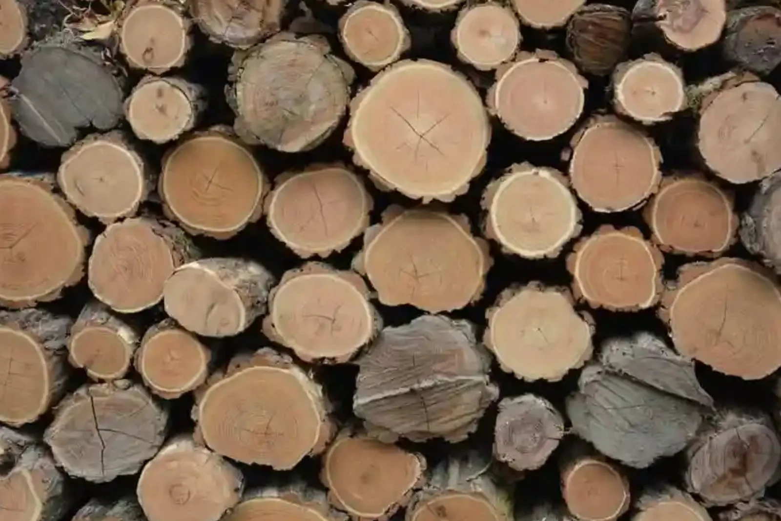 Shri Ganesh Fire Wood Suppliers Banner