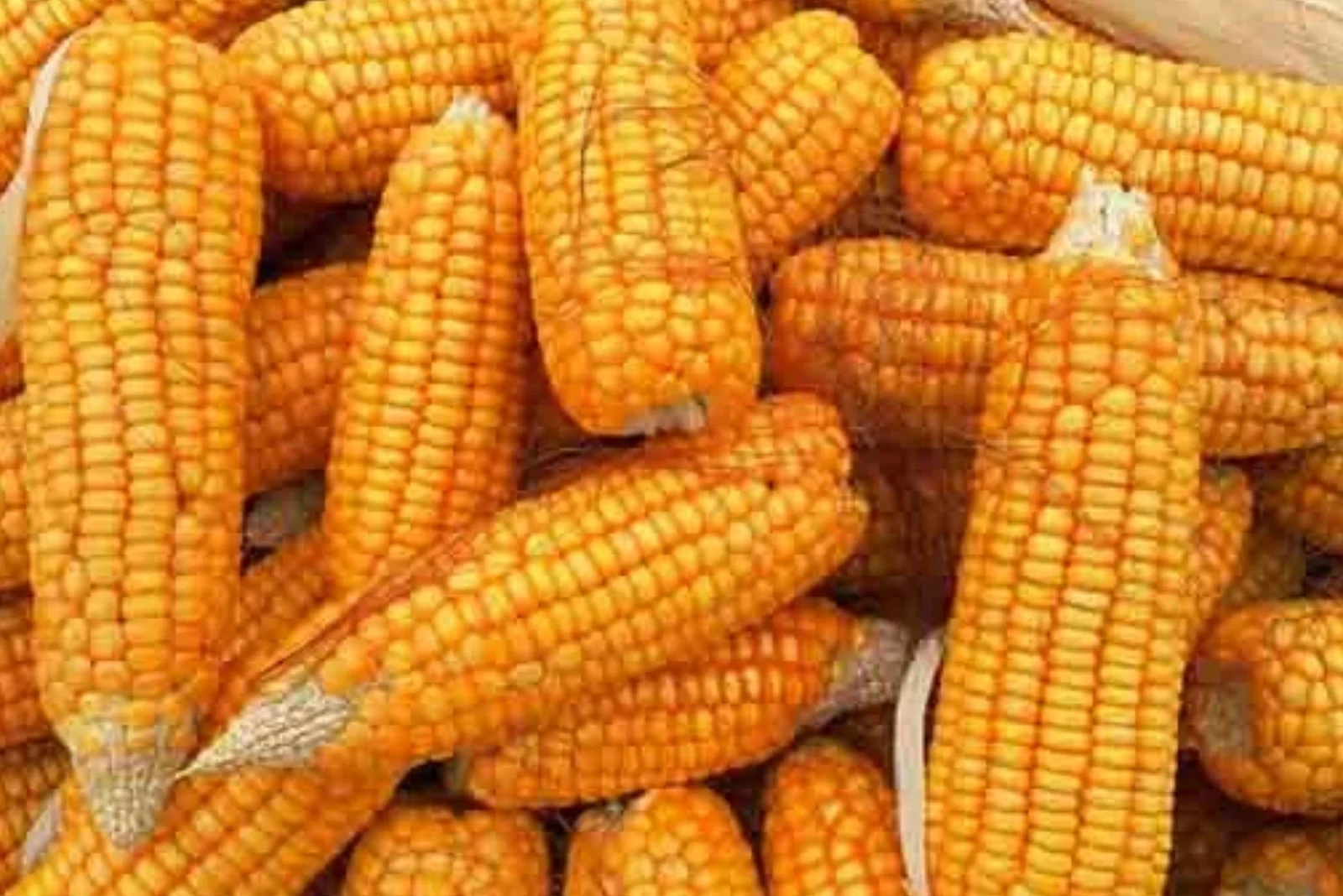 Shrihari Agro Banner