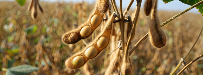 parvaaz Exports LLP Banner