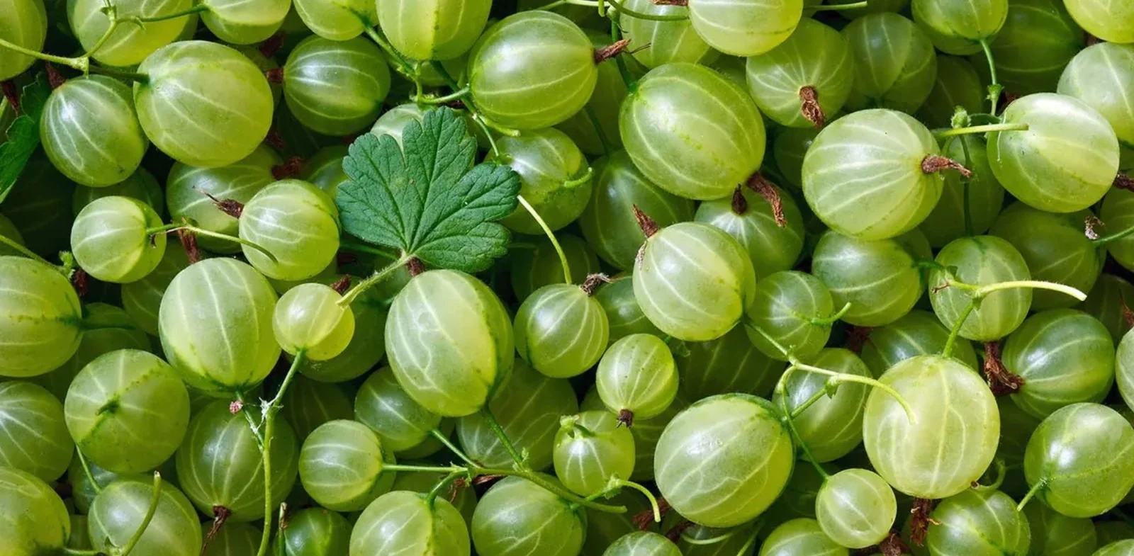 A To Z Services Banner