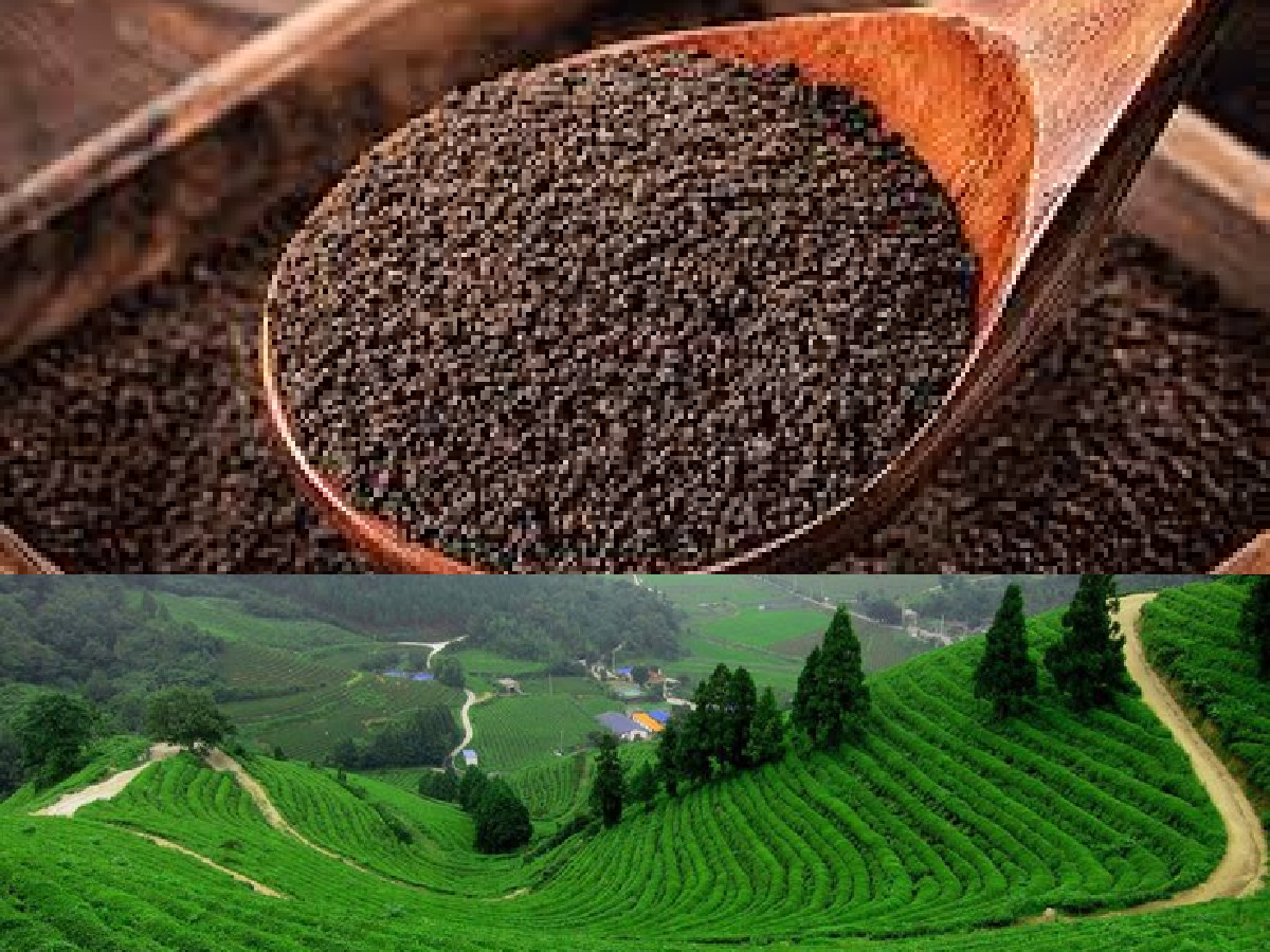 Logica Infotech Services Pvt Ltd Banner