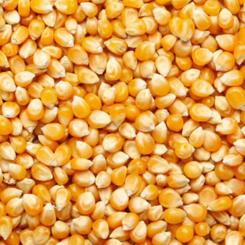Maize