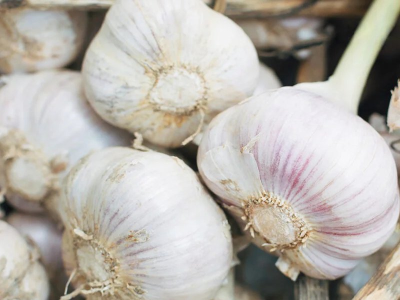 Garlic