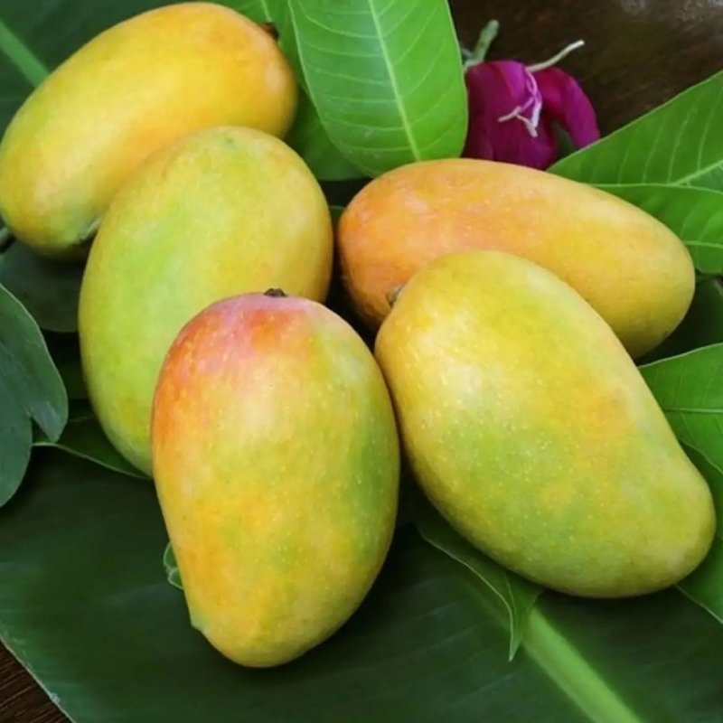 Kesar Mango