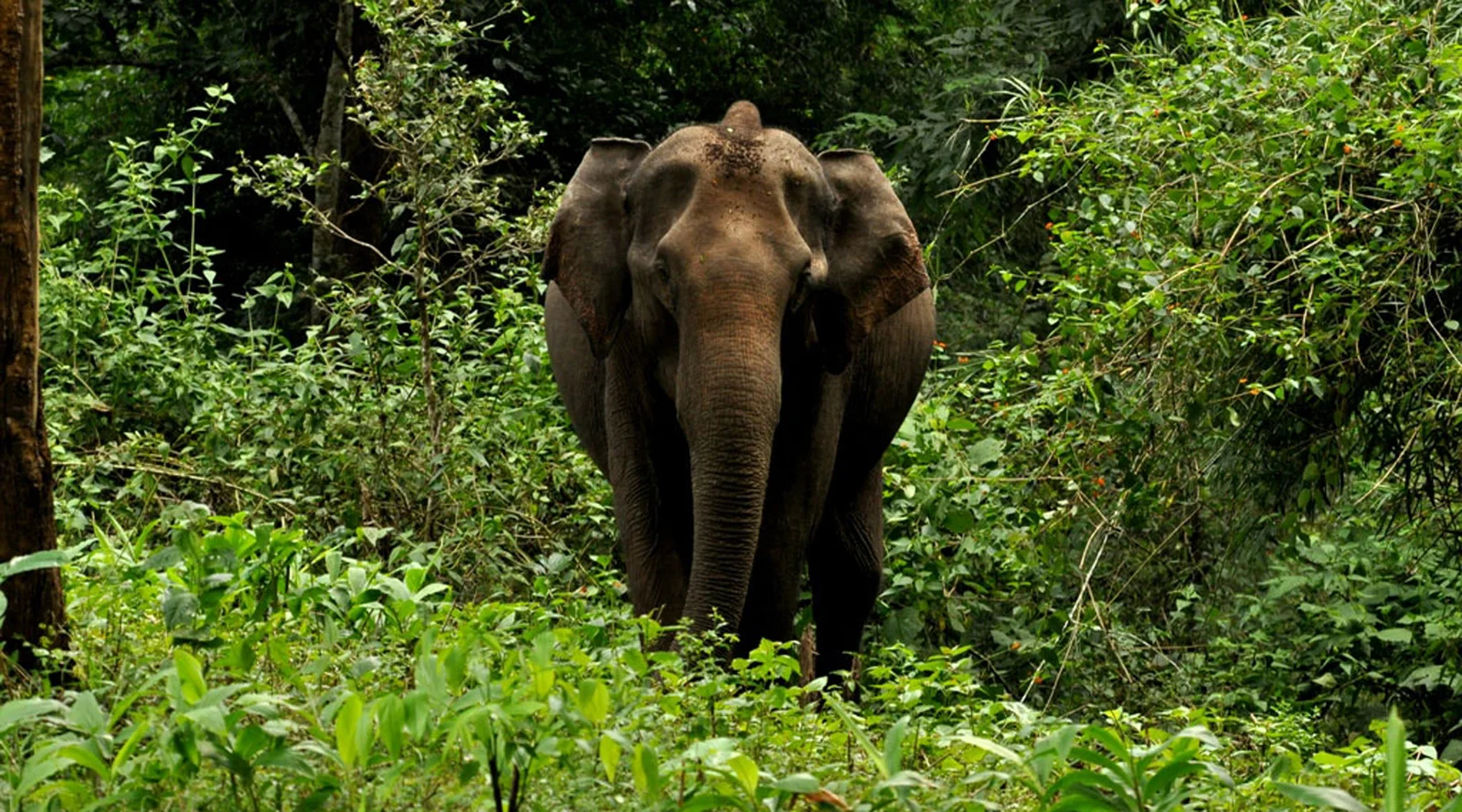 Simlipal National Park wildlife Trip Odisha 2N/3D