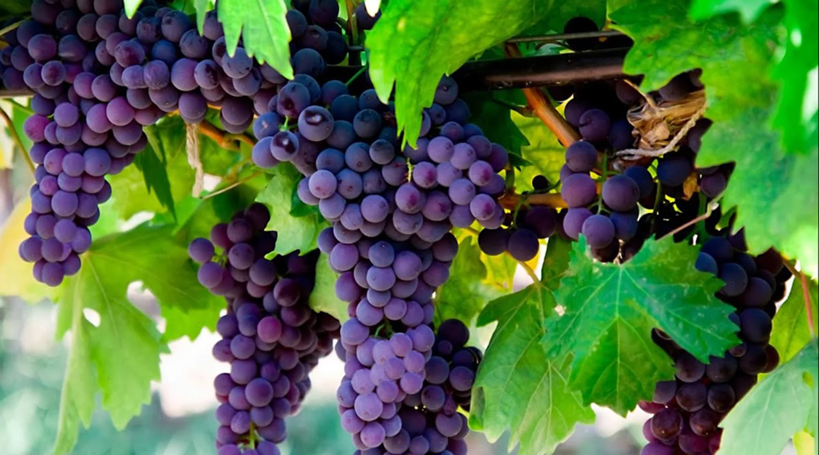 Kodaikanal Package (2N/3D)