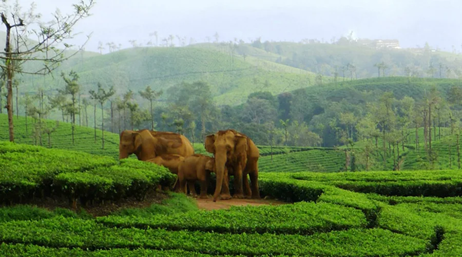 Madurai, Thekkady, Kuttikanam Package