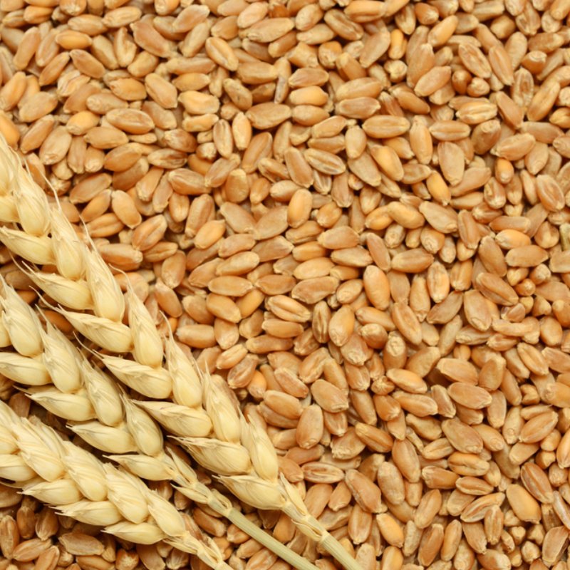 Wheat