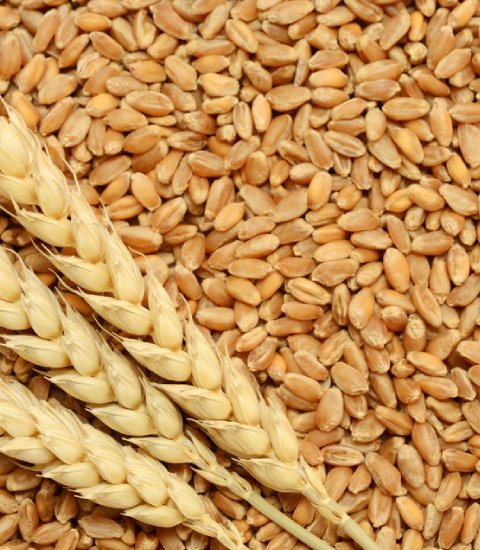 Wheat