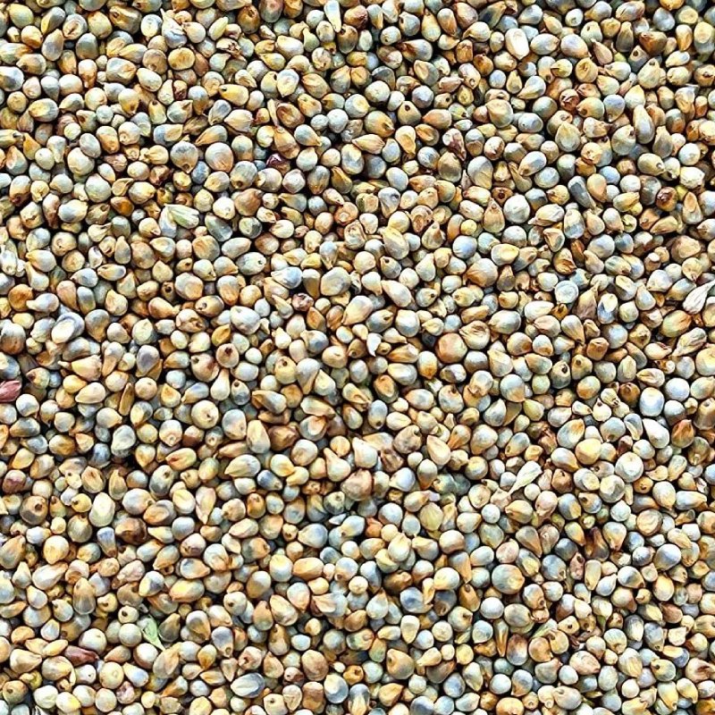 Pearl Millet
