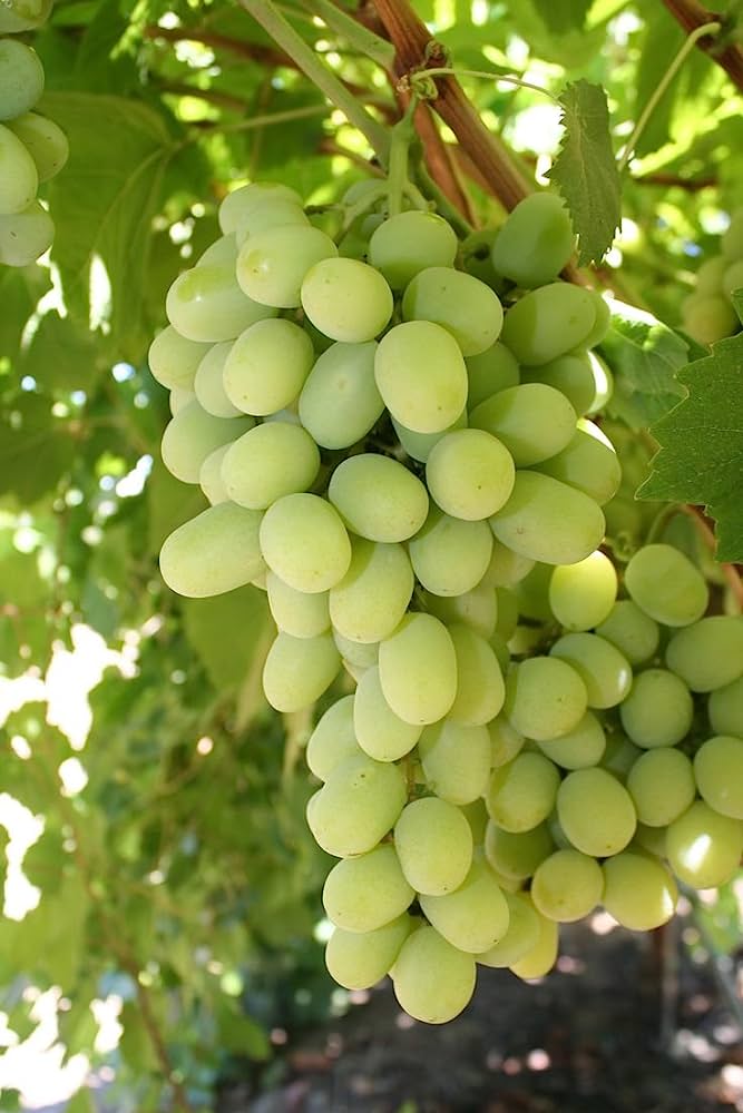 Grapes