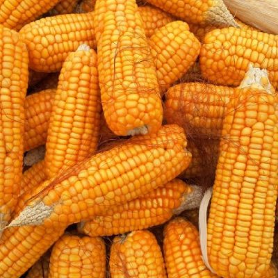 Maize
