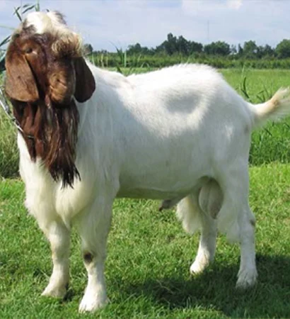 African Boer Goat