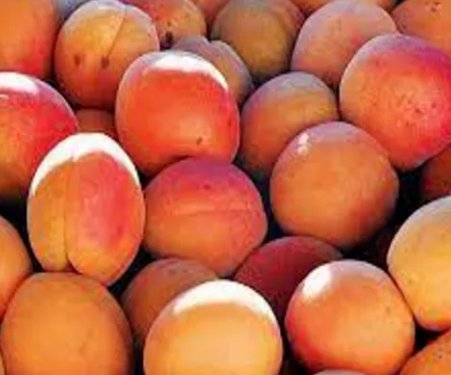 Apricot