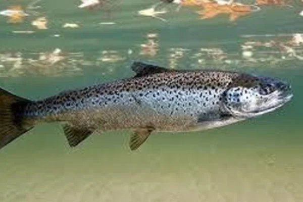 Atlantic Salmon