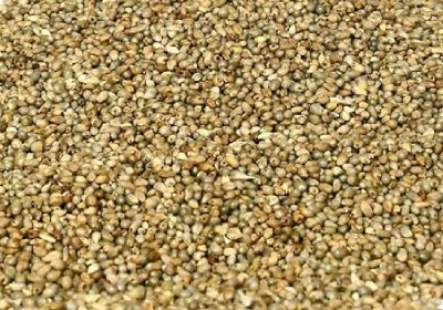 Bajri ( Pearl millet )