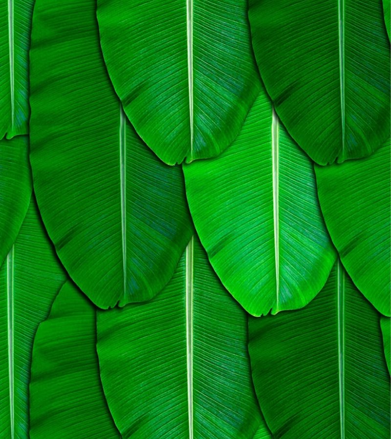 Banana Leaves