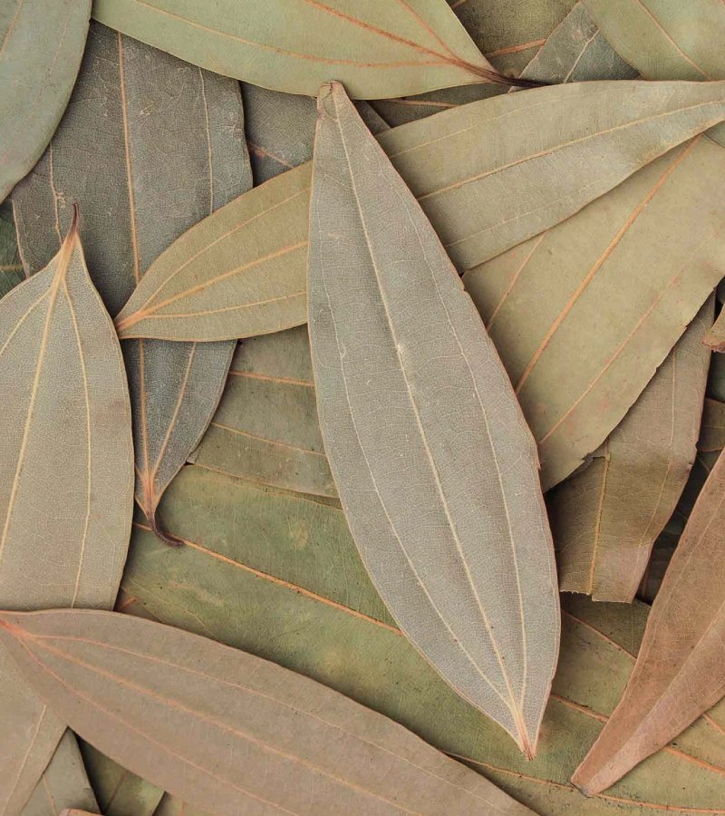Bay Leaf
