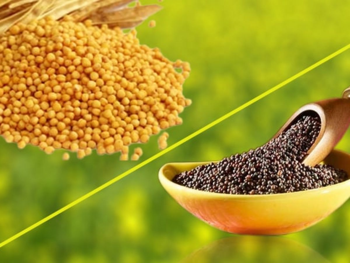 Black and Yellow Mustard