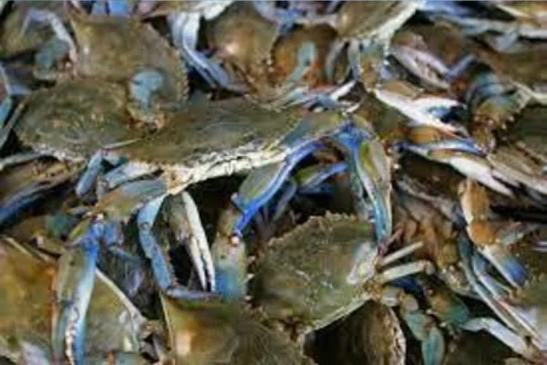 Blue Crab