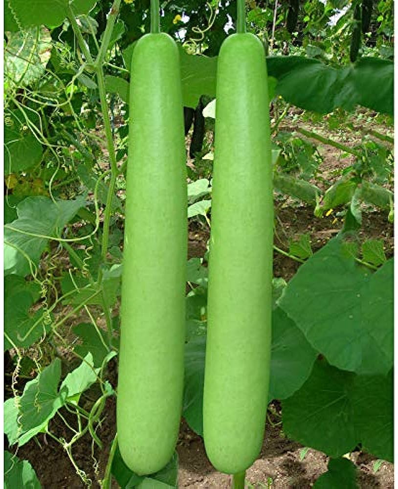 Bottle Gourd