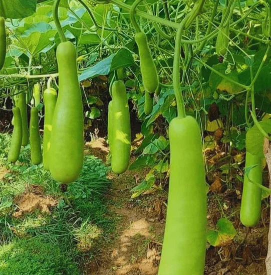 Bottle Gourd