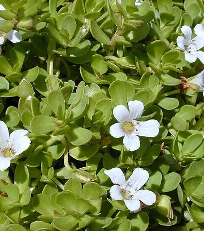 Brahmi