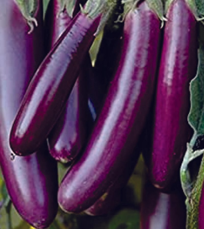 Brinjal