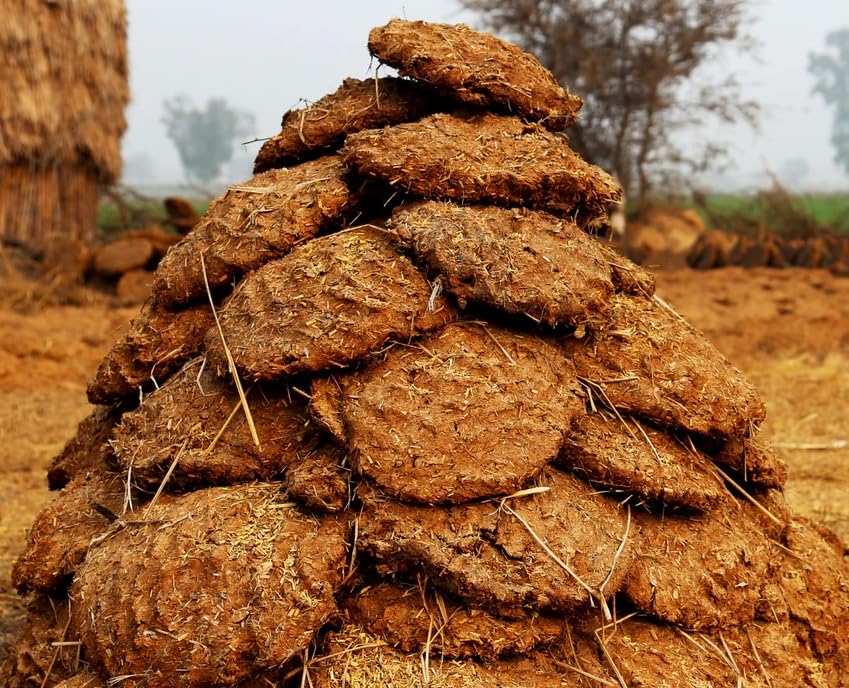 COW DUNG CAKE