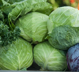 Cabbage