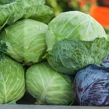 Cabbage