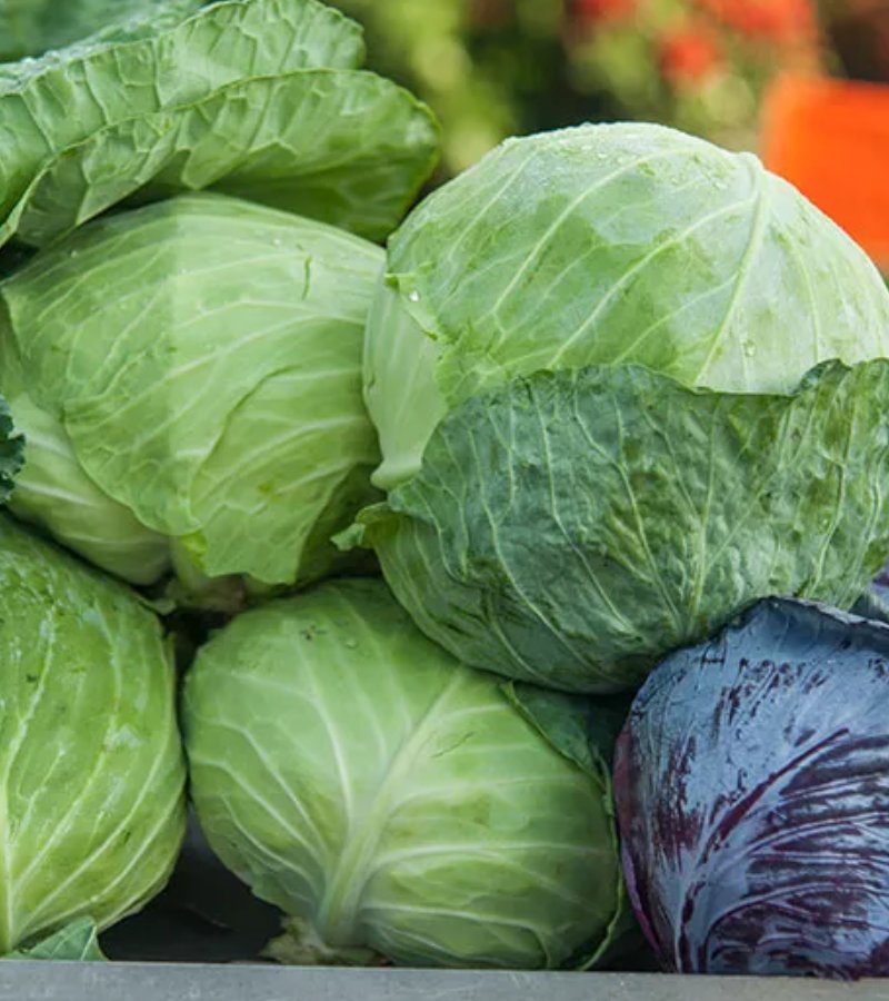 Cabbage