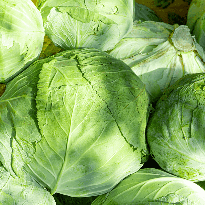 Cabbage