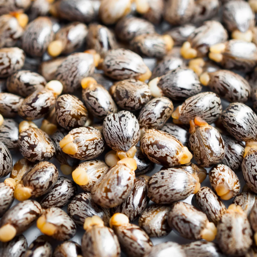 Castor Seeds