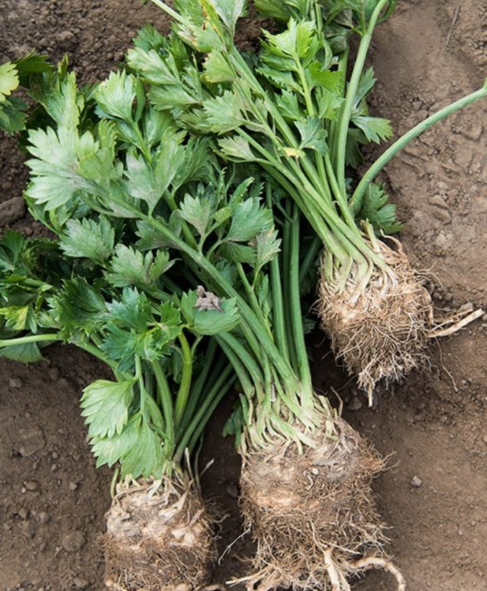 Celeriac