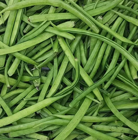 Cluster Bean