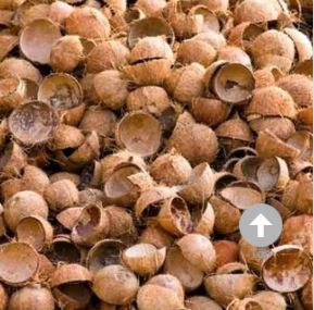 Coconut Shell
